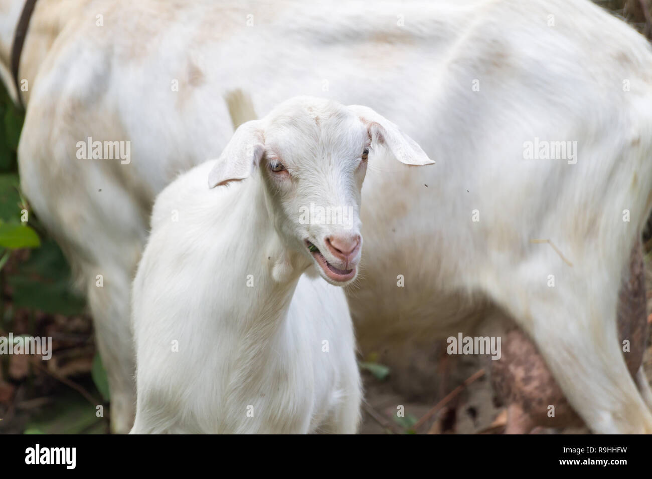 Goats Stock Photo