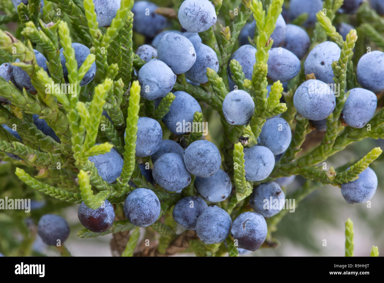 Southern Red Cedar branch displaying young foliage, with mature fleshy blue female cones 'Juniperus silicicola'. Stock Photo