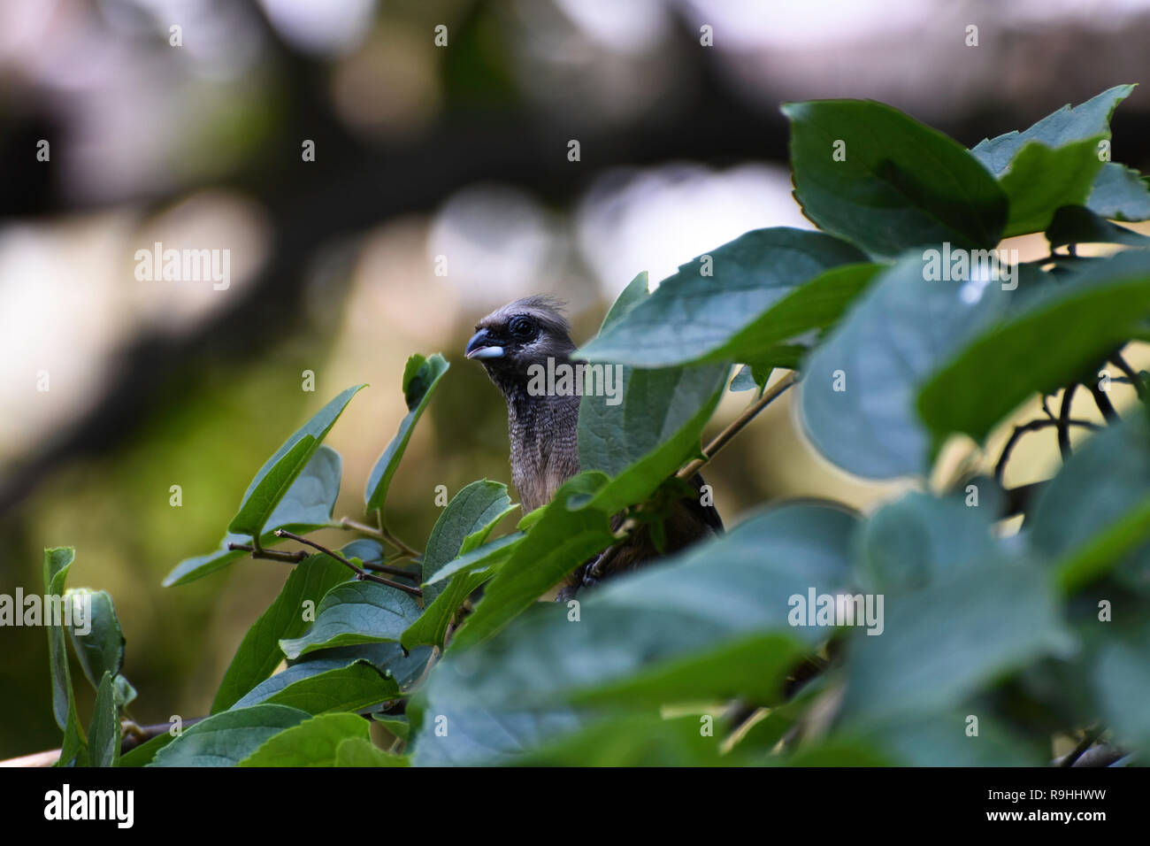 Curious Speckled Mousebird (colius striatus) Peeking Over Leaves Stock Photo