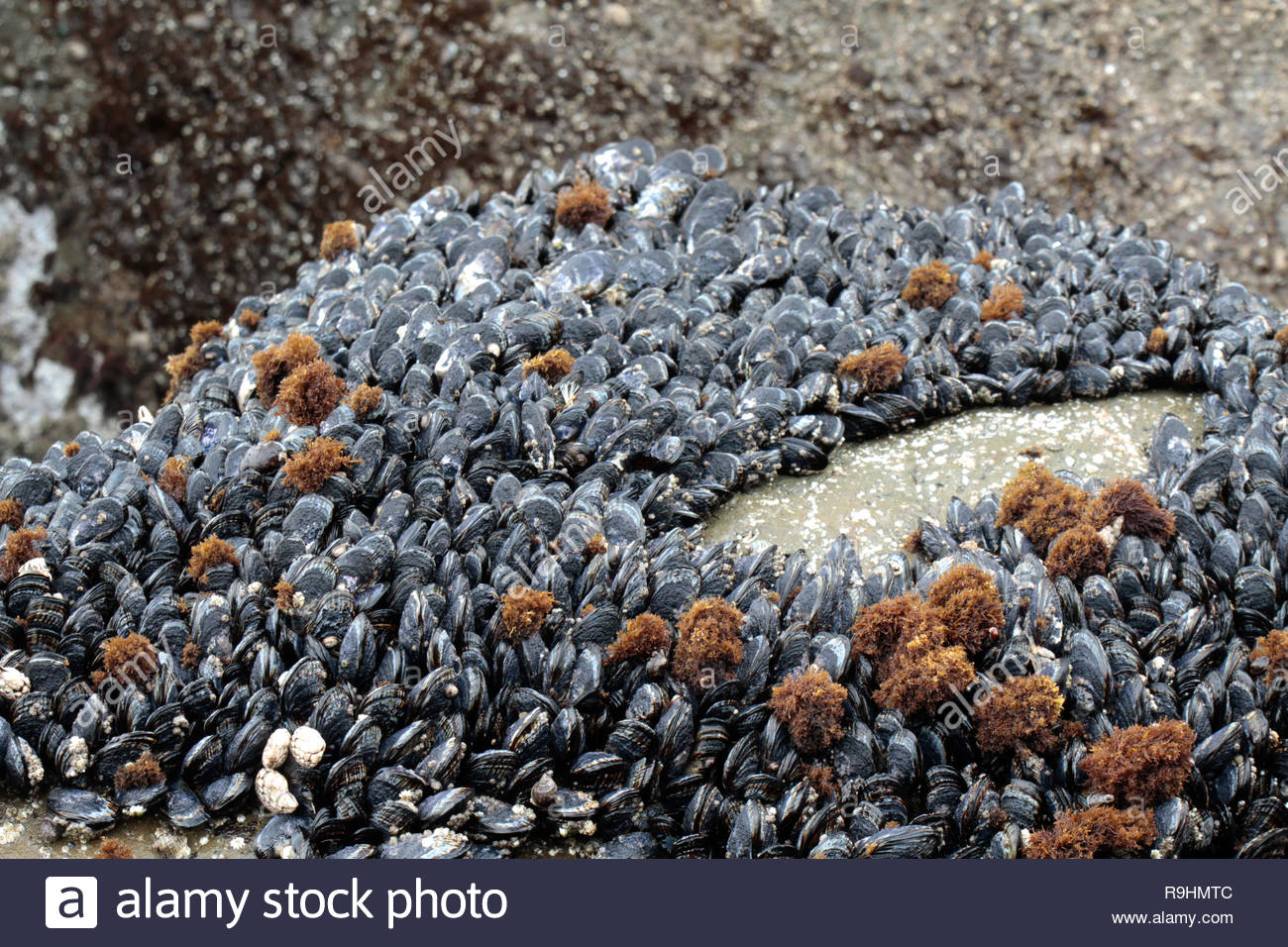 Filibranchia Filibranchia High Resolution Stock Photography and Images - Alamy