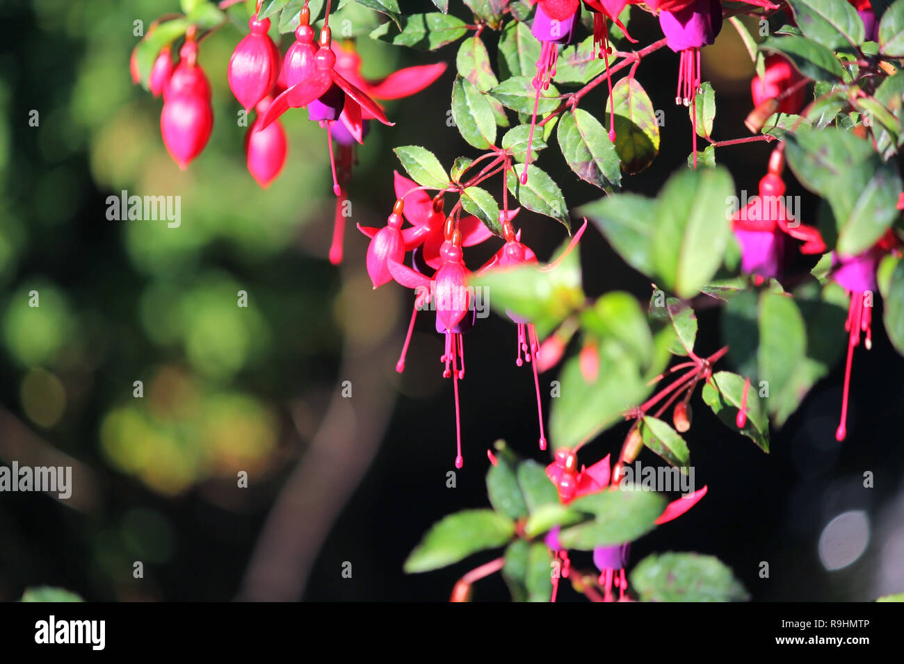 blooming lady's eardrops, red and purple fuchsia magellanica flower Stock Photo