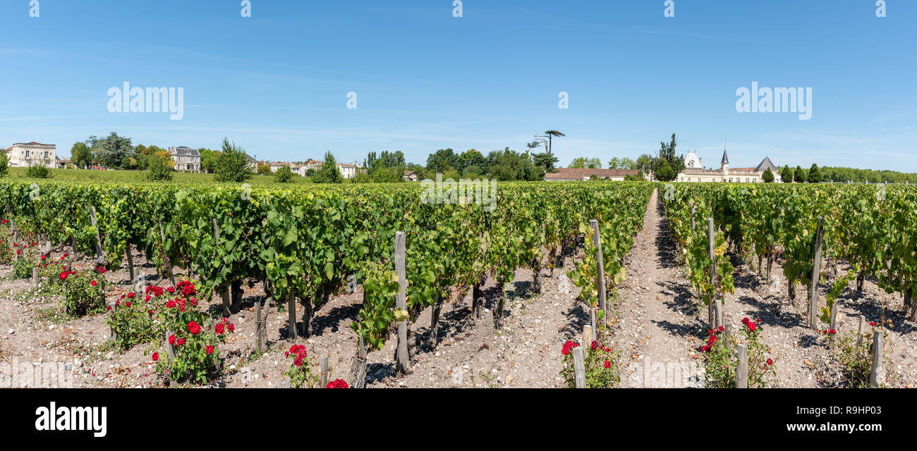Grapes and vineyard of Medoc, France, between Bordeaux and Arcachon Stock Photo