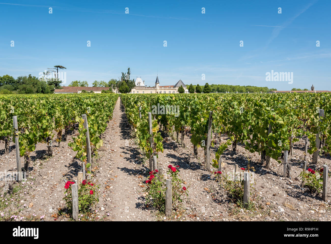Grapes and vineyard of Medoc, France, between Bordeaux and Arcachon Stock Photo