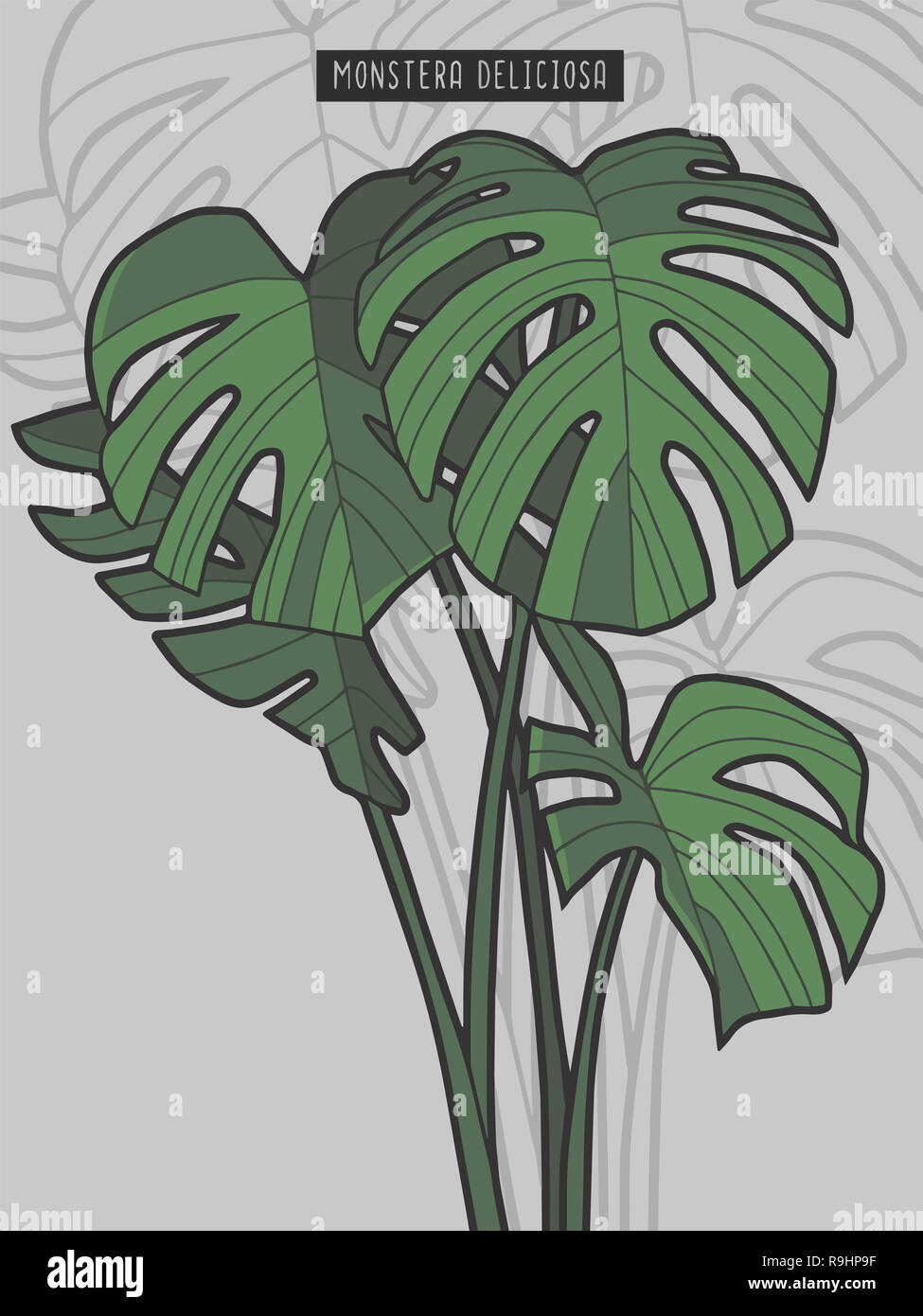 philodendron beauty Philodendron Florida Beauty 'Sunrise'