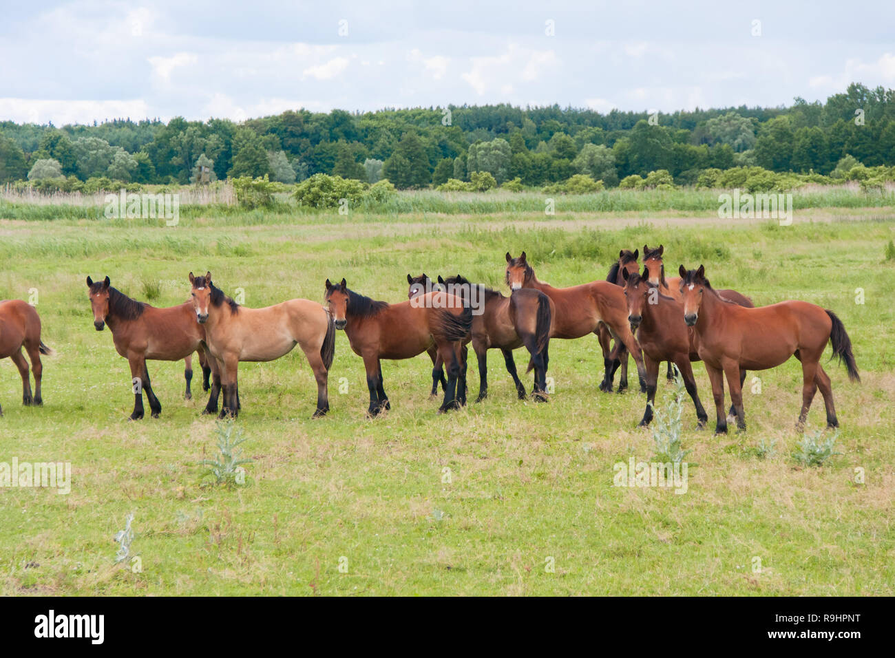 Free running wild horses on a meadow. Country midlands landscape with group of animals Stock Photo - Alamy Free running wild horses on a meadow. Country midlands landscape with group of animals Stock Photo - Alamy