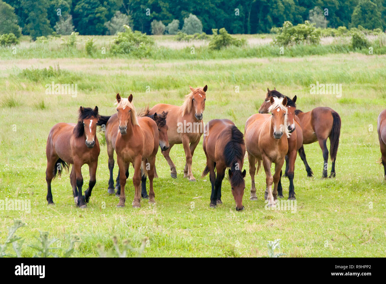 Free running wild horses on a meadow. Country midlands landscape with group  of animals Stock Photo - Alamy