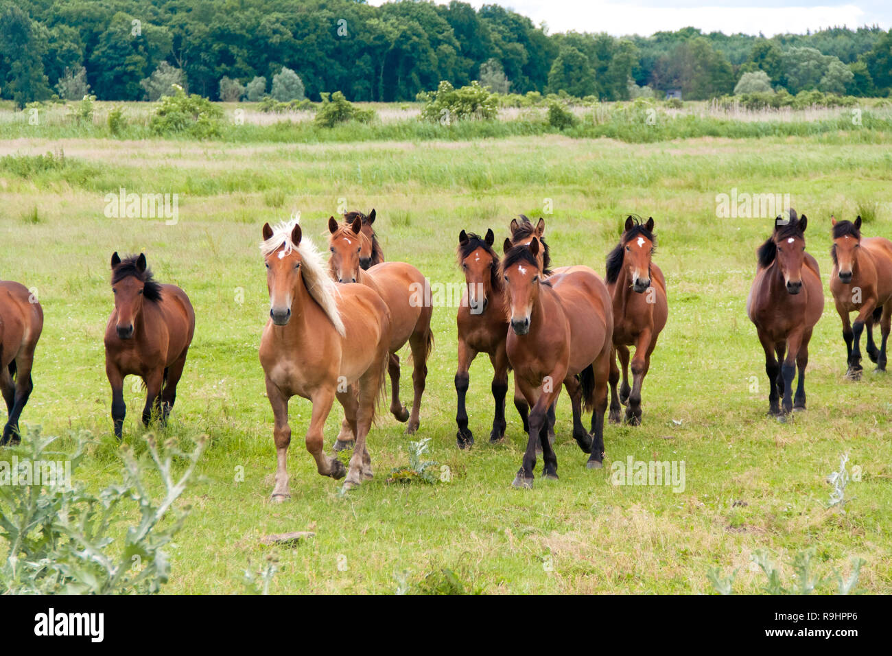 Free running wild horses on a meadow. Country midlands landscape with group of animals Stock Photo - Alamy Free running wild horses on a meadow. Country midlands landscape with group of animals Stock Photo - Alamy