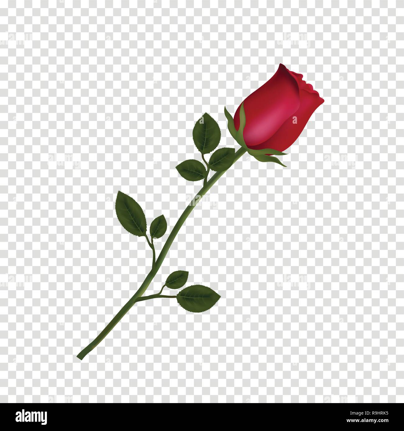 Vector illustration of photo-realistic, highly detailed flower of red rose isolated on transparent background. Beautiful bud of red rose on long stem. Stock Vector