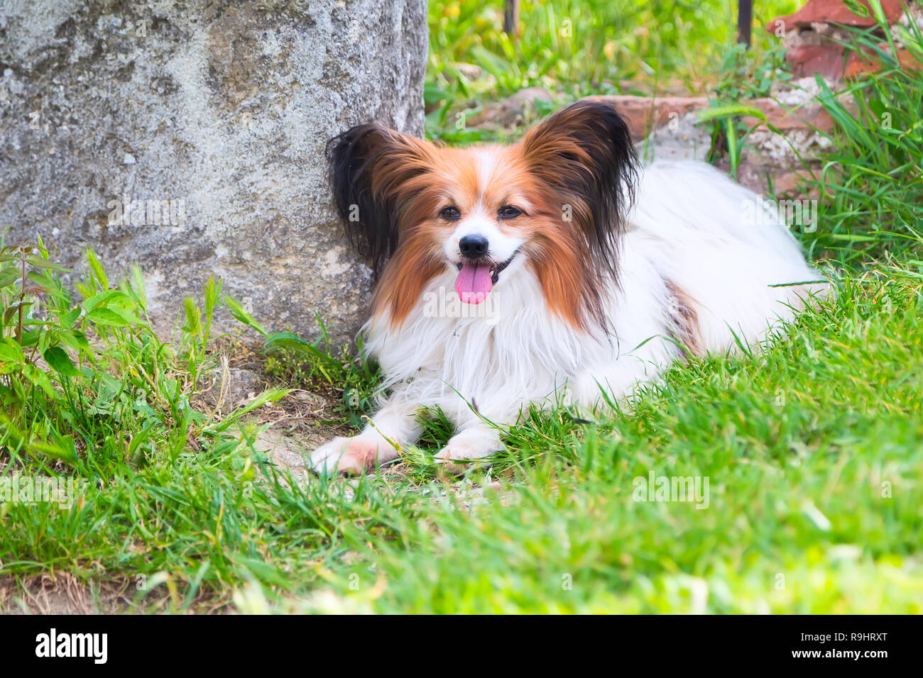 Portrait of cute Papillon dog lying in the green grass Stock Photo