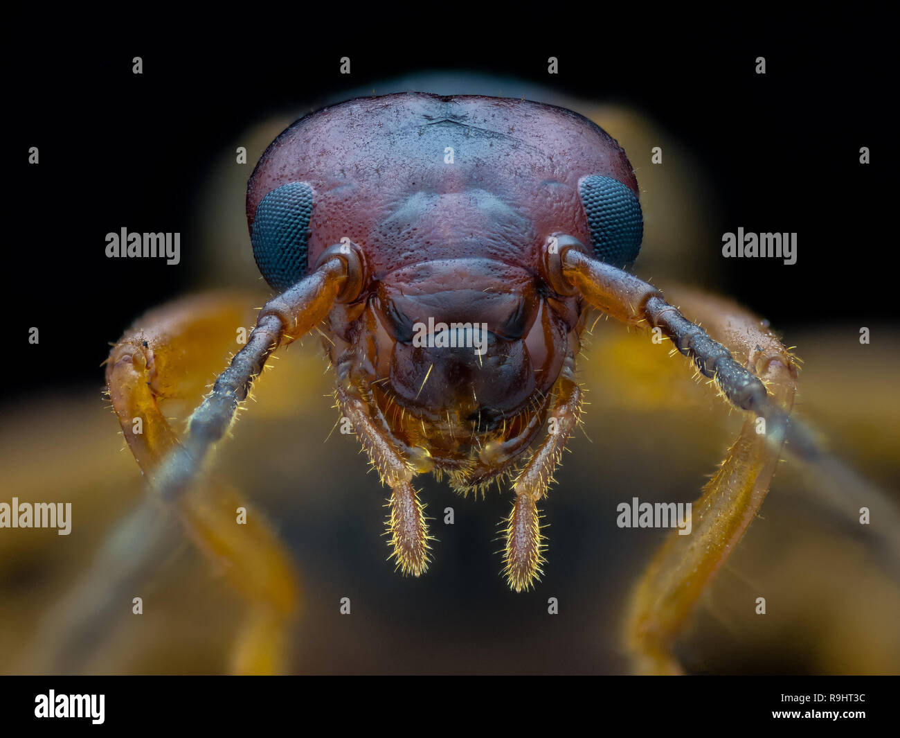 studio macro photography Stock Photo Alamy