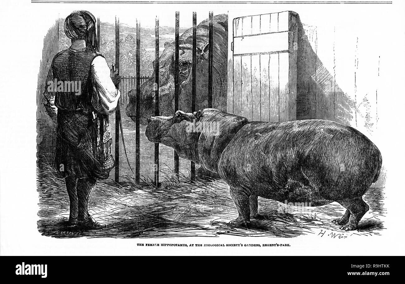 Engraving of a young female hippopotamus, named Adhela, with an Egyptian keeper, sent as a gift to the Regent’s Park zoo from the Pasha of Egypt in 1854. Stock Photo