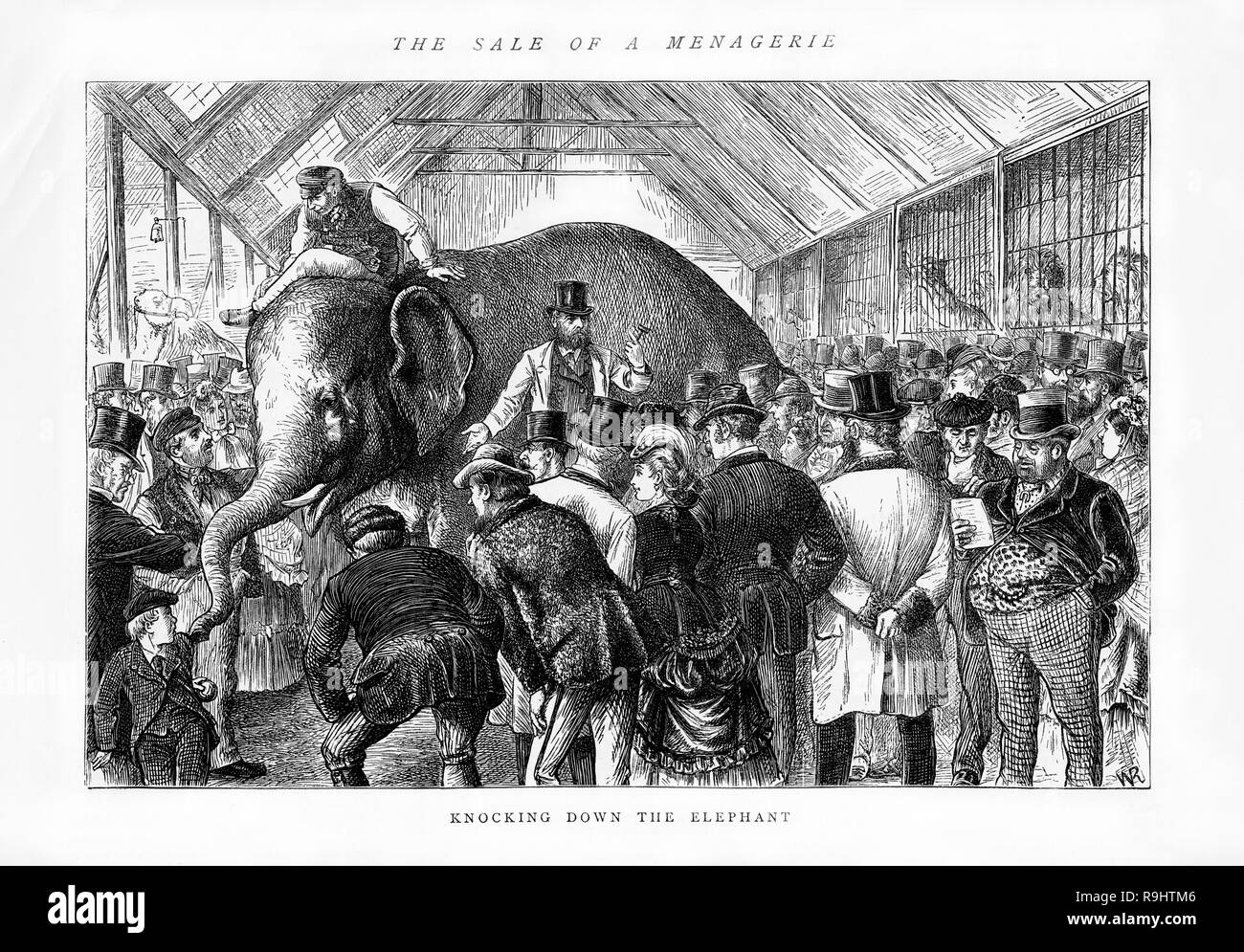 Engraving showing an elephant as it is auctioned with a crowd in Victorian dress milling around. In front of the elephant the auctioneer has his gavel raised. Stock Photo
