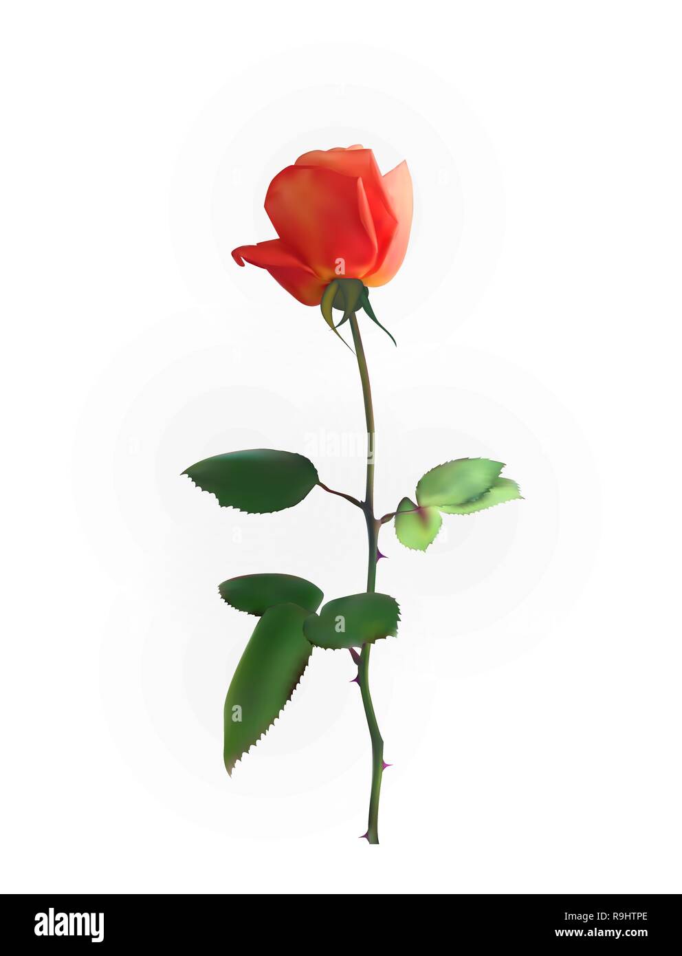 Rose stems Stock Vector Images - Alamy