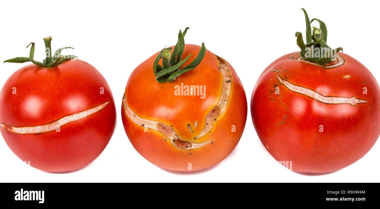 Split - Rotten Tomatoes