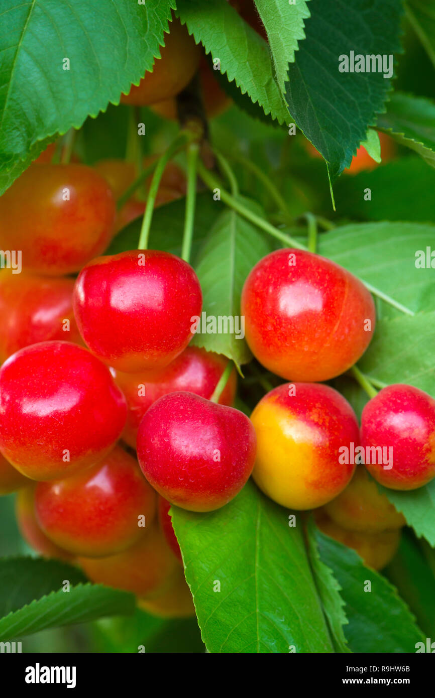 Rainier Cherries (Prunus avium) grow on a tree in near the Columbia
