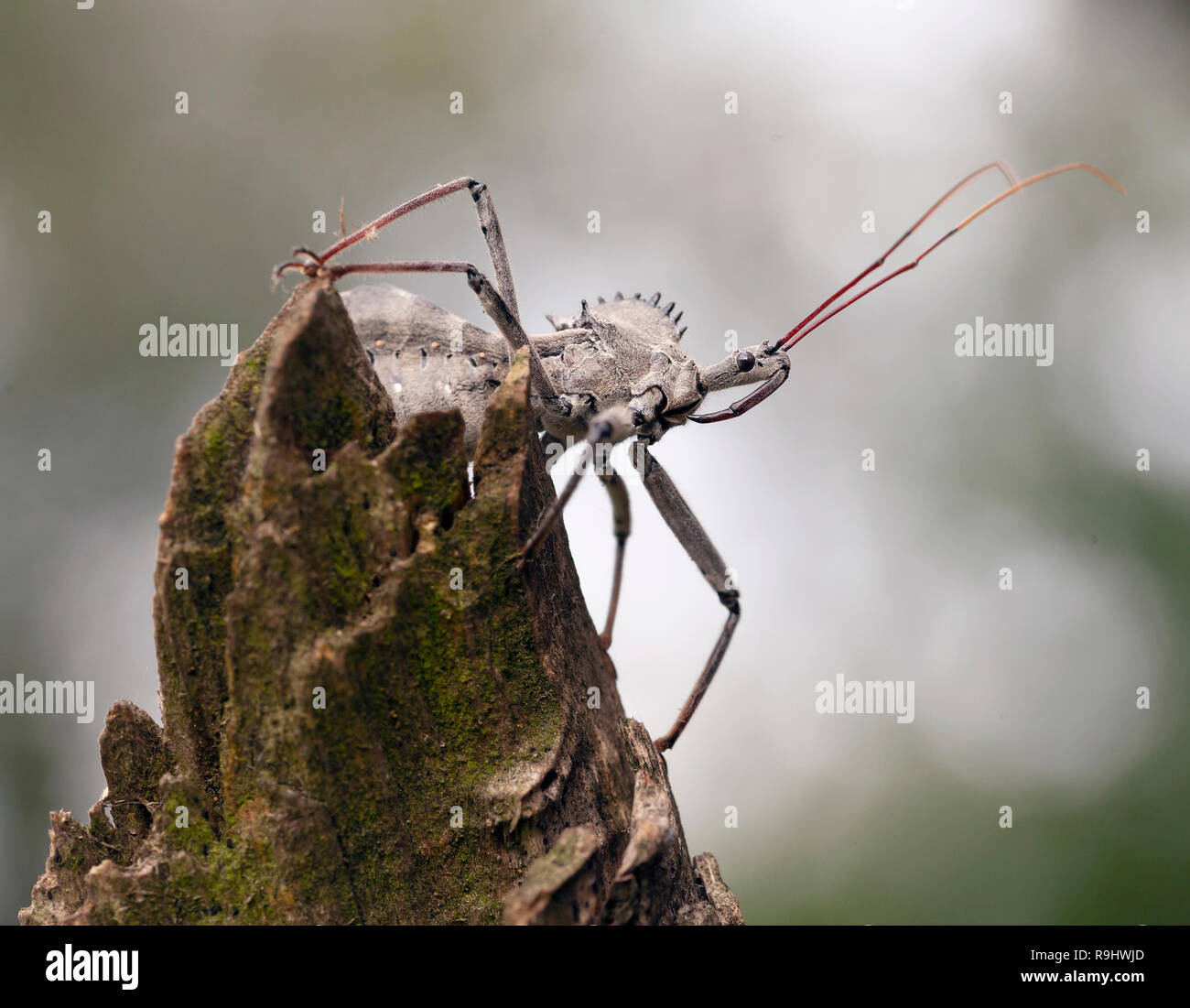 A close up portrait of an Assassin Bug. They are also known as the Wheel Bug. I took this photo