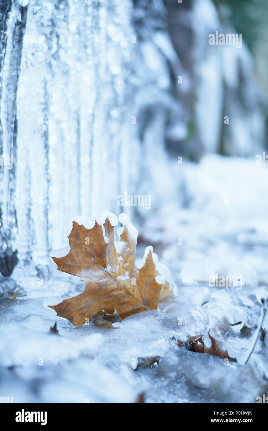 Maple leaf frozen in iciclces, Lehigh Gorge, Pennsylvania Stock Photo ...