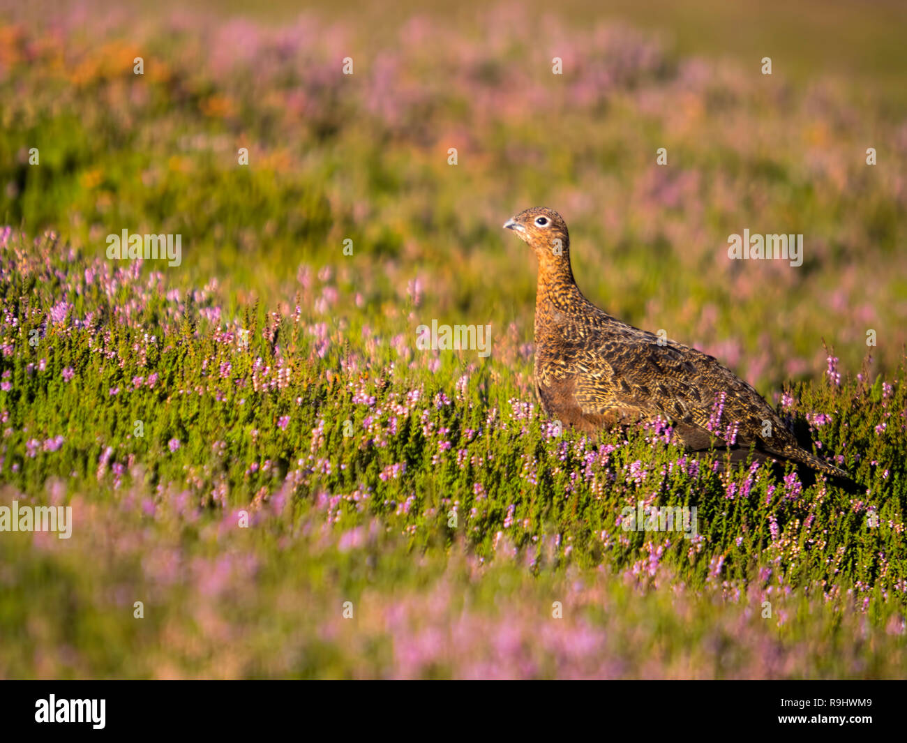 A profile of a North Yorkshire Moor Red Grouse (Lagopus lagopus). Hograh Moor, Westerdale, North Yorkshire Moors Stock Photo