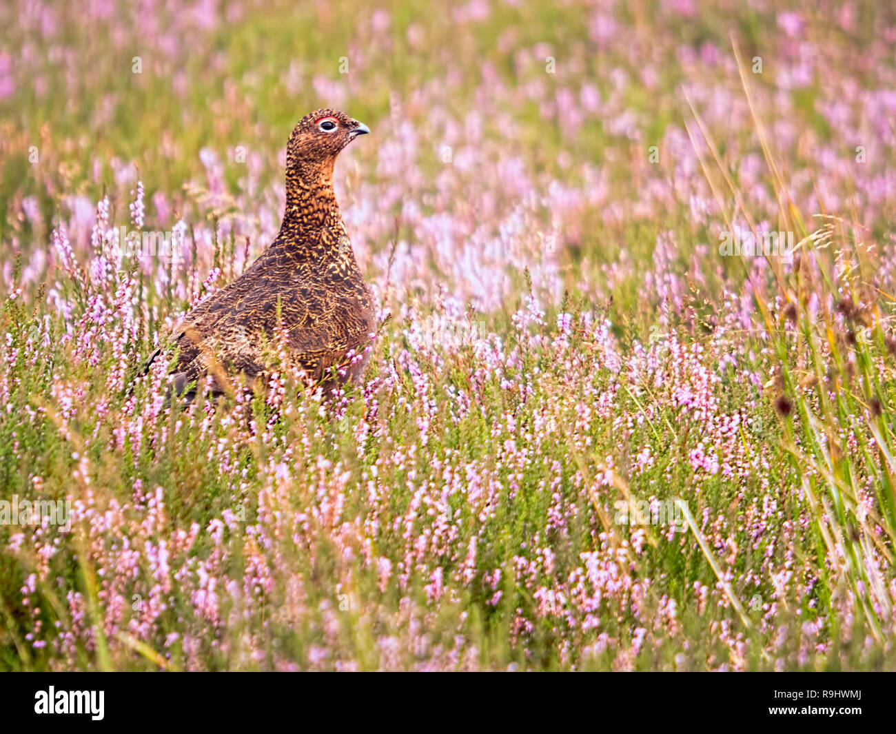 A Red Grouse (Lagopus lagopus) amongst the flowering heather Stock Photo