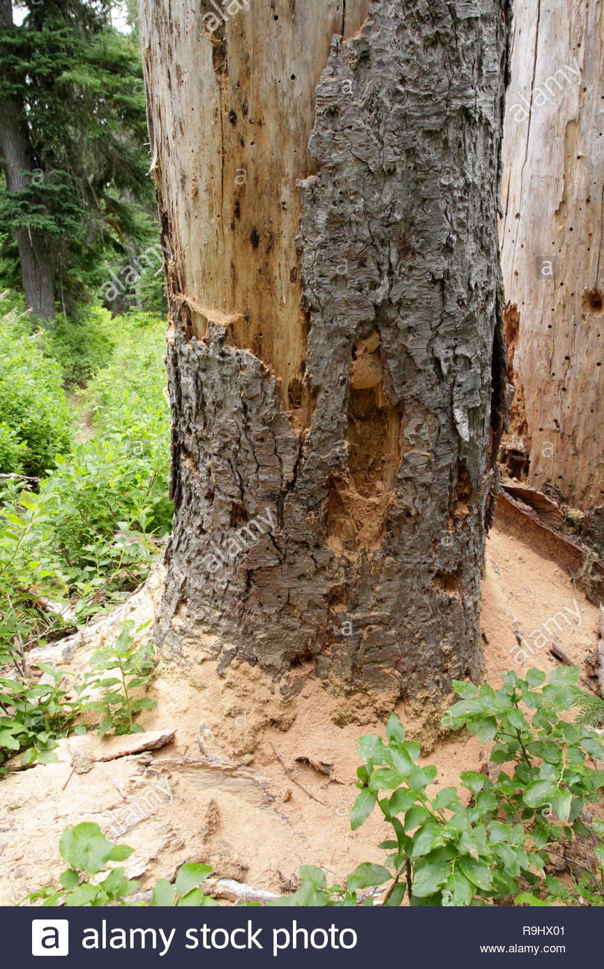 Ant Holes Stock Photos & Ant Holes Stock Images Alamy