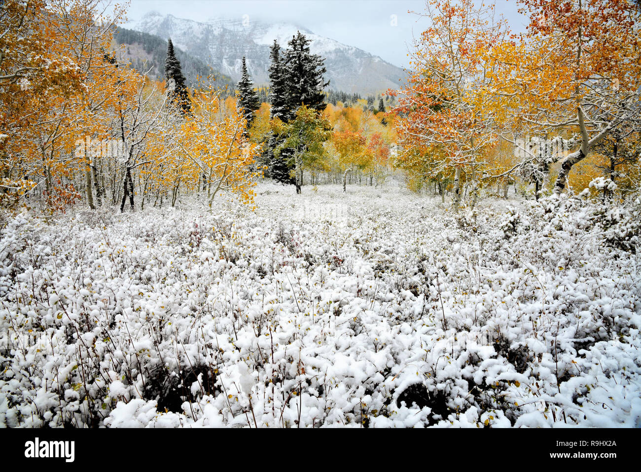 Early snow and and golden Quaking Aspens create a beautiful contrast. Stock Photo