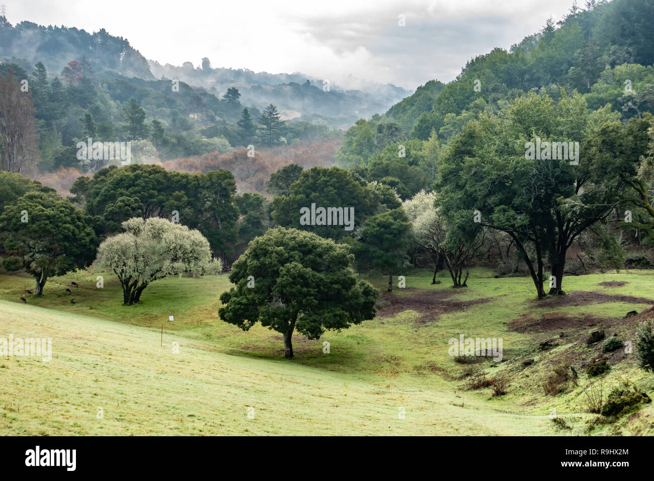 Dramatic clouds over bright green trees and grass, Crystal Springs, San Francisco Peninsula, California Stock Photo