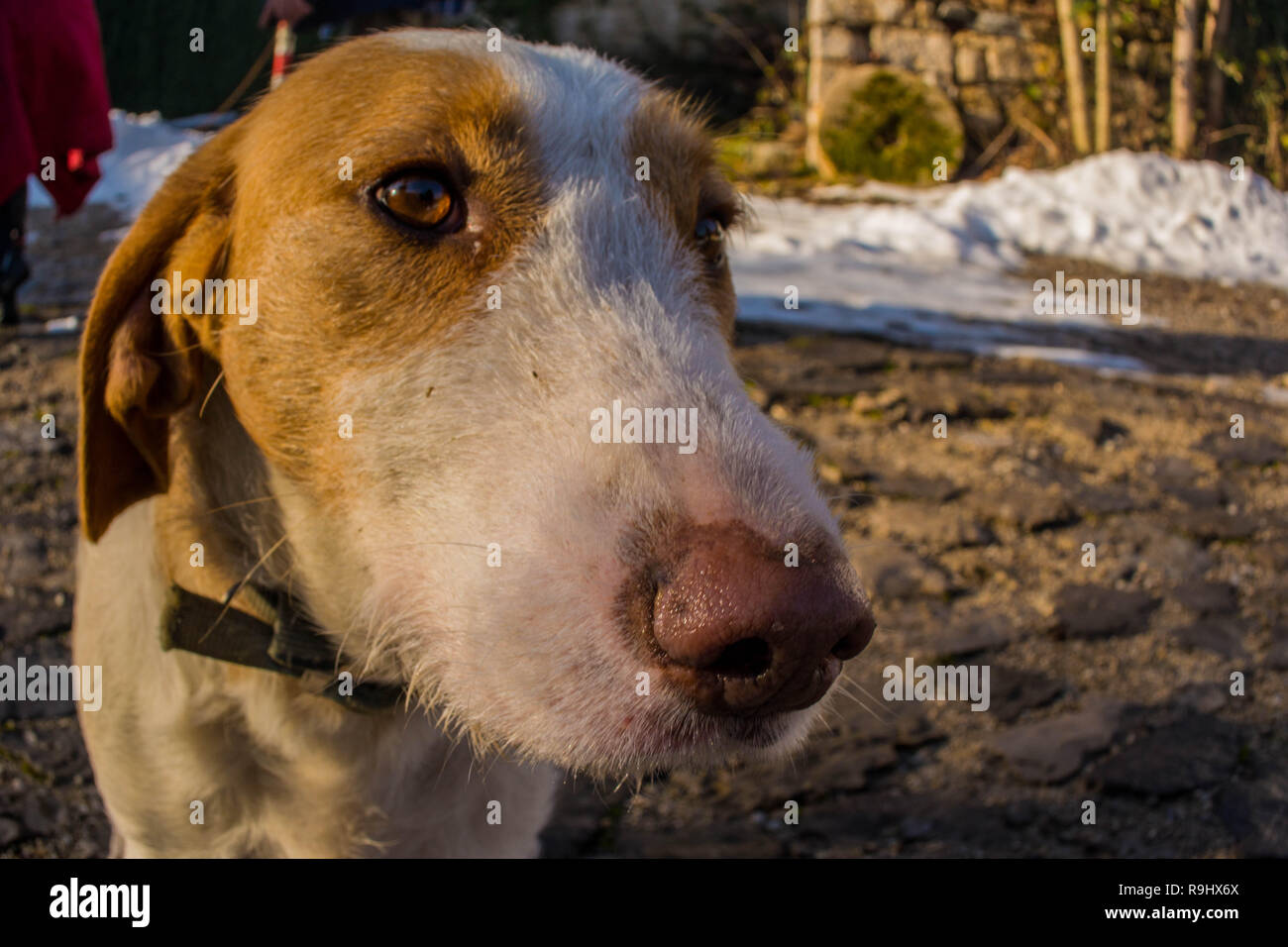 Istrian scenthound dog Stock Photo