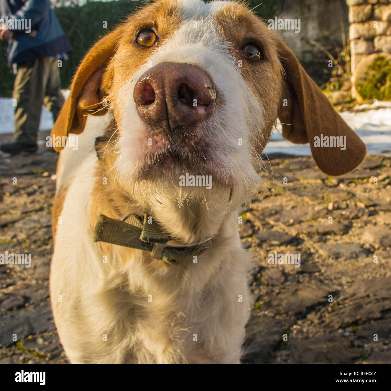 Istrian Short Haired Hound High Resolution Stock Photography And Images Alamy