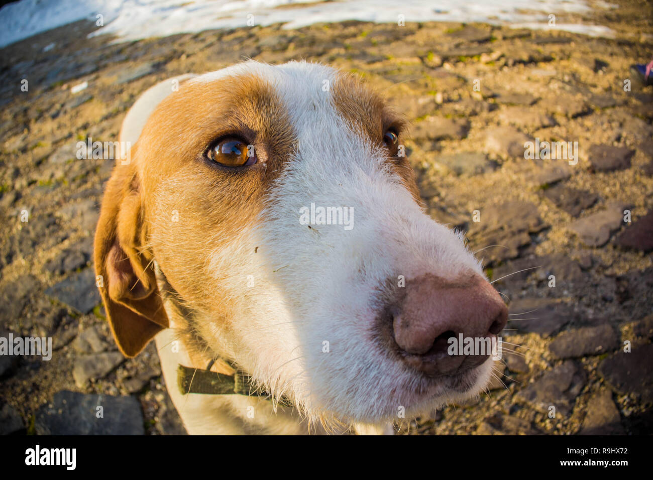 Istrian scenthound dog Stock Photo