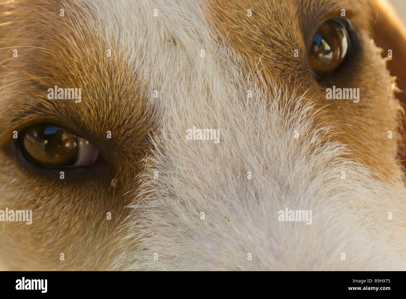 Istrian scenthound dog Stock Photo