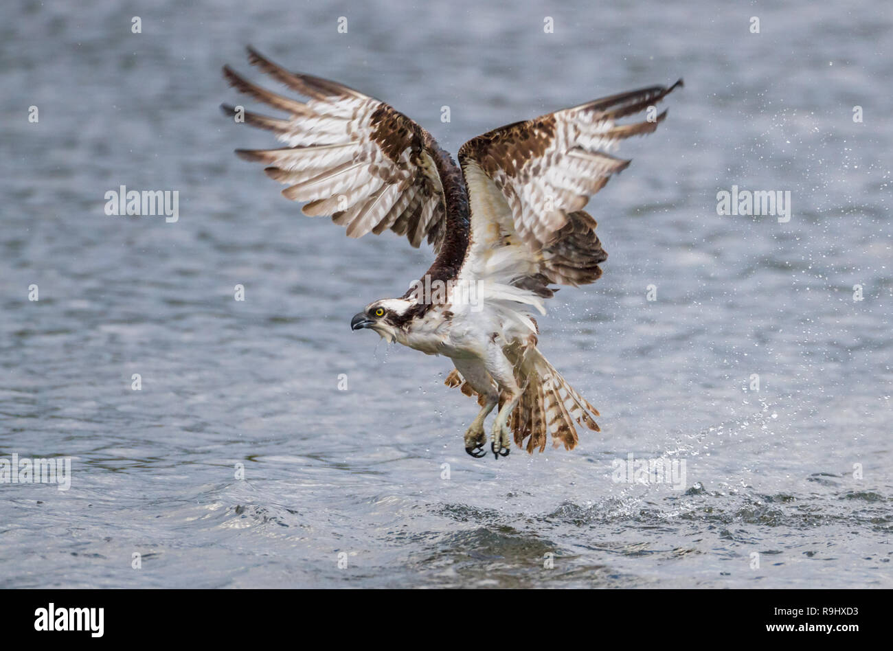 Side view as osprey dives for a fish but comes up empty at Sibbald Lake in Kananaskis (Alberta, Canada) Stock Photo