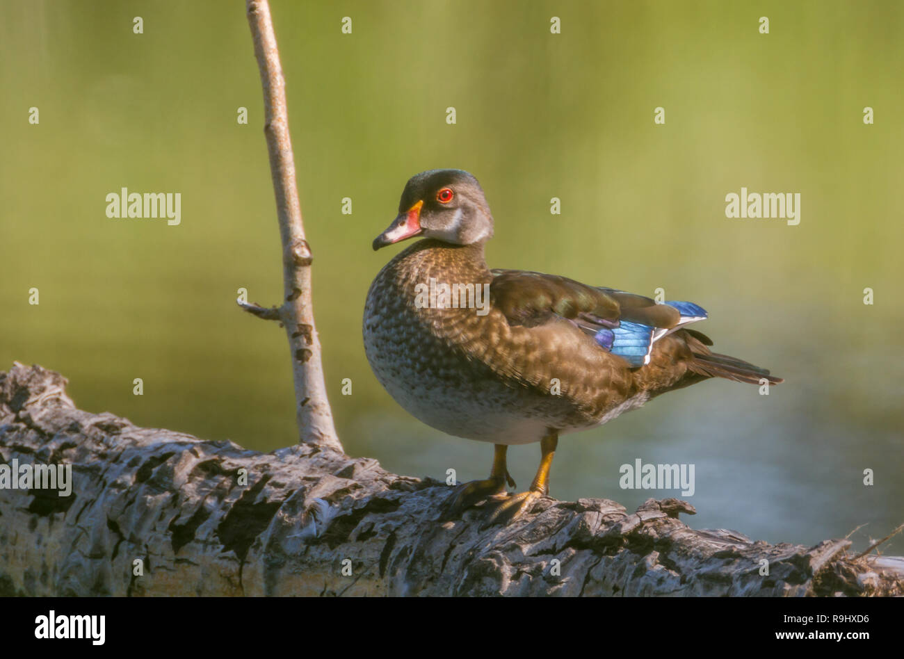 Colourful wood duck standing on fallen tree with water in background at Inglewood Bird Sanctuary in Calgary, Alberta, Canada Stock Photo