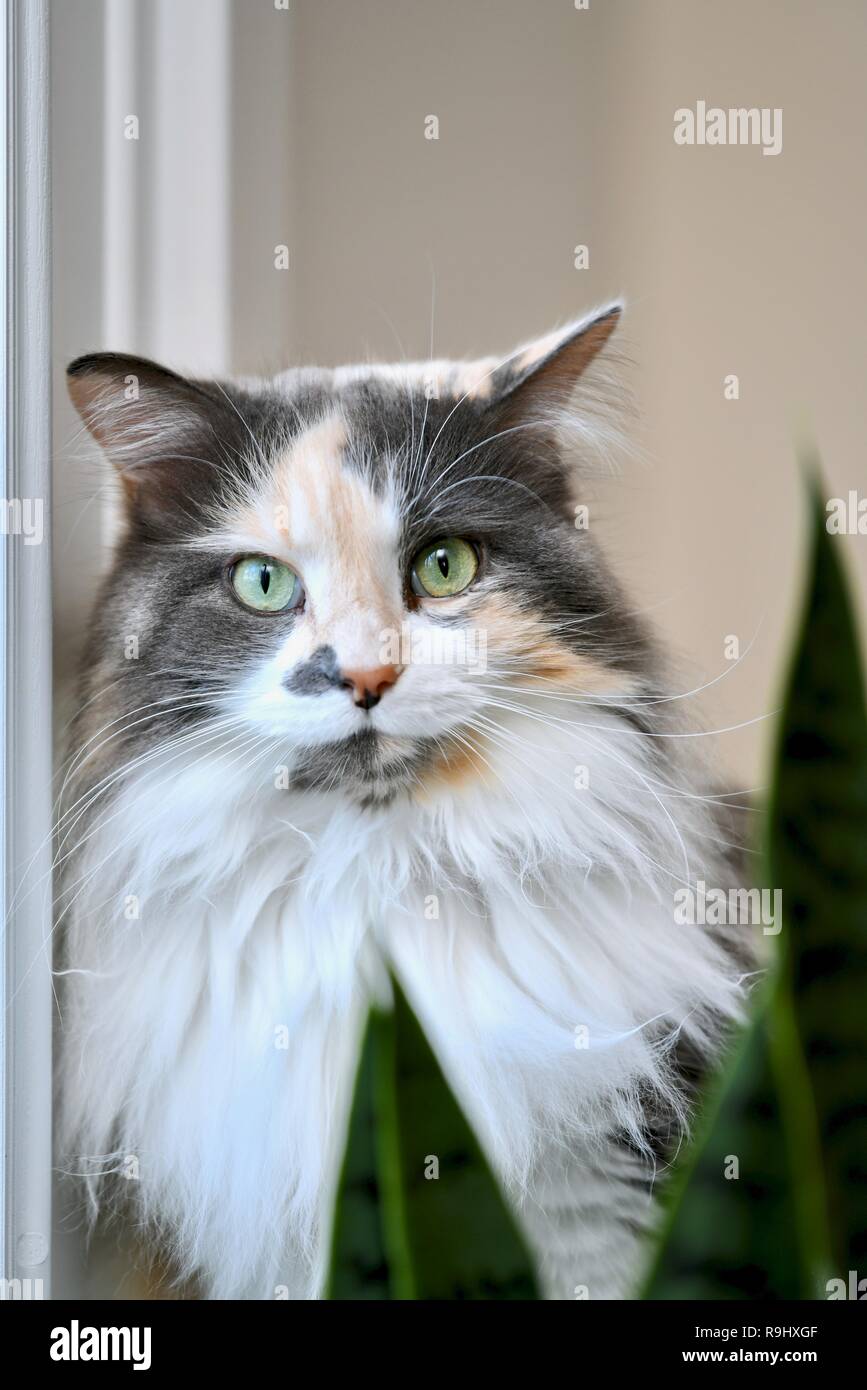 Calico cat inside home Stock Photo