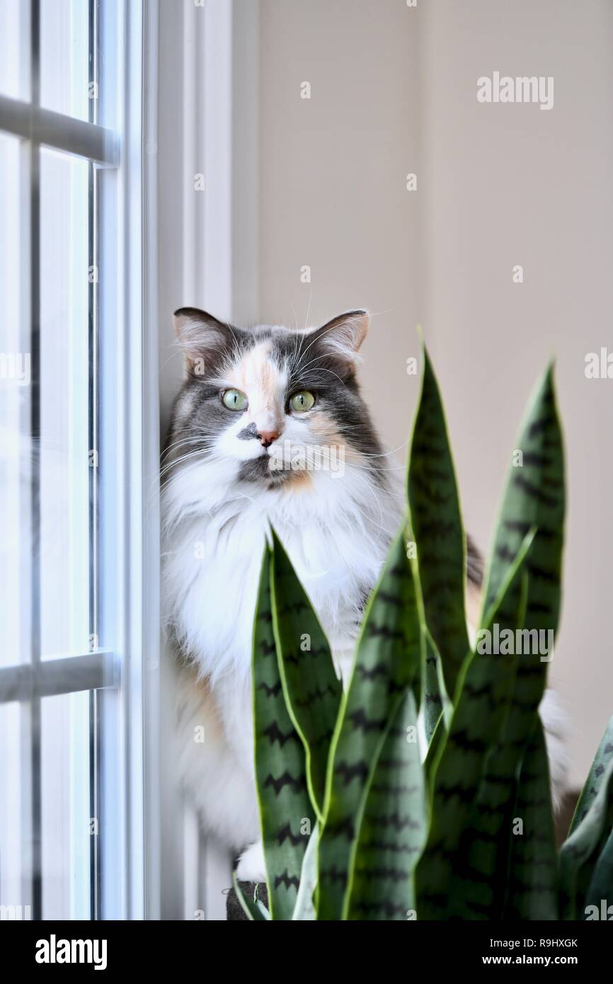 Calico cat inside home Stock Photo