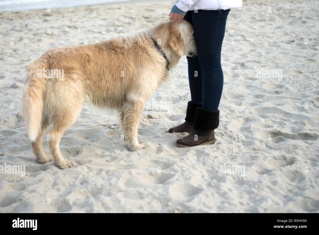 Golden labrador guide dog hires stock photography and images Alamy