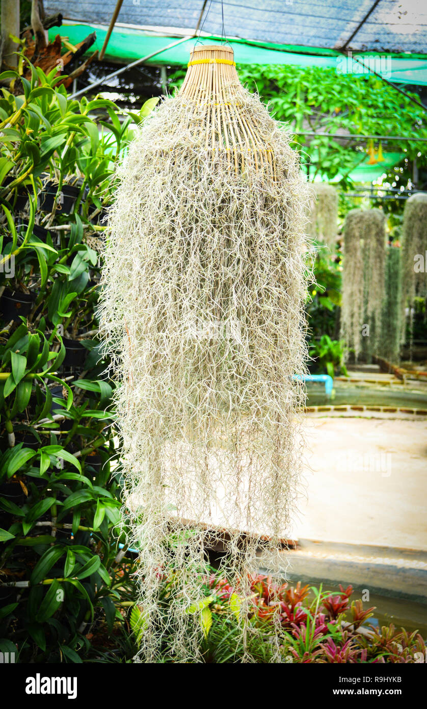 Tillandsia usneoides hang in the green garden / Spanish Moss or dendropogon usneoides plant