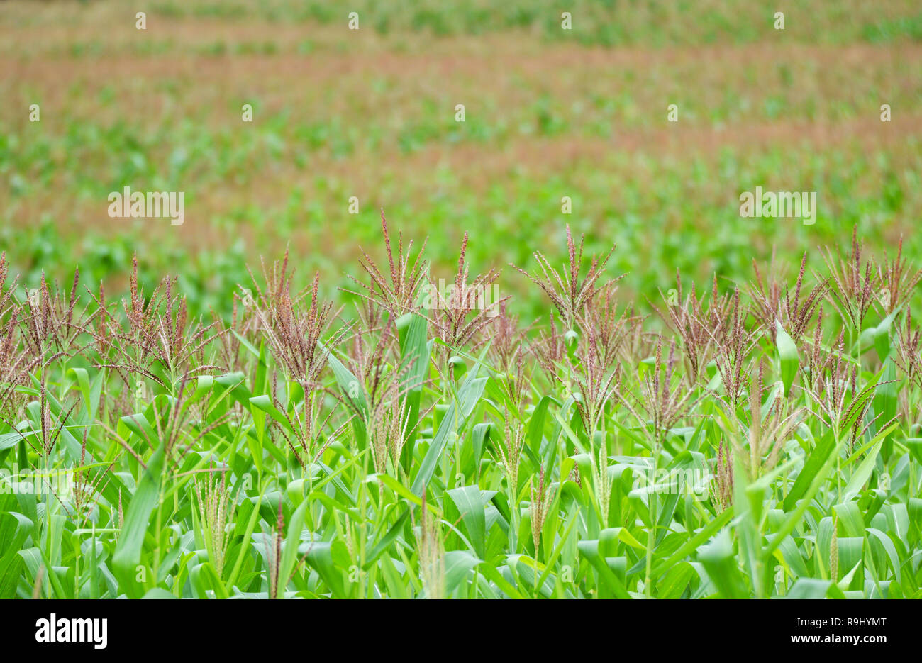 Corn field background / Green corn field with flower corn growing up in ...