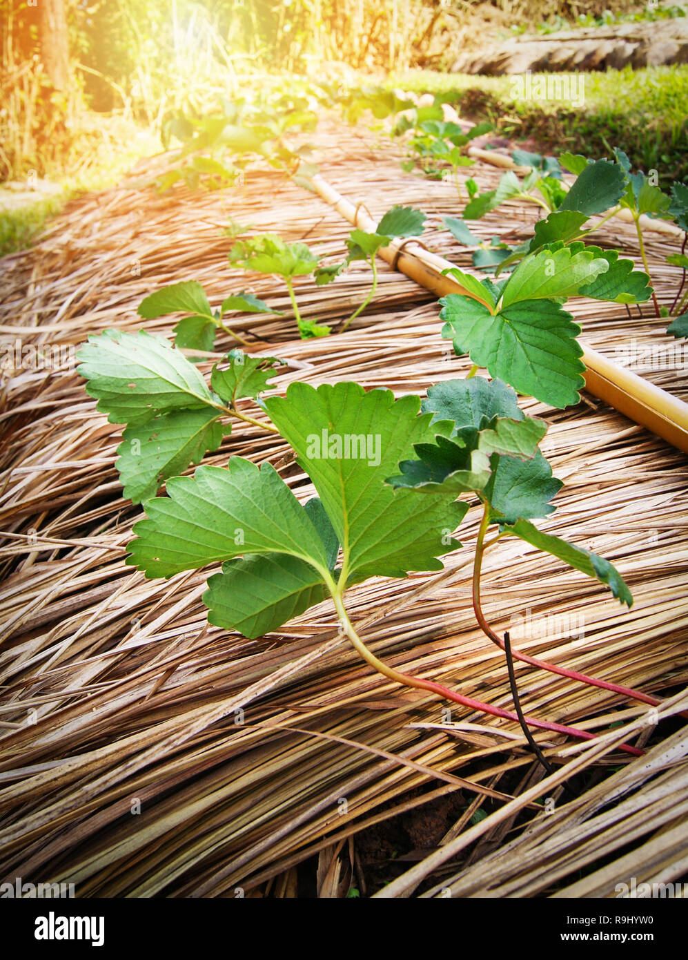 Little strawberry plant growing in the Strawberry field with dry grass