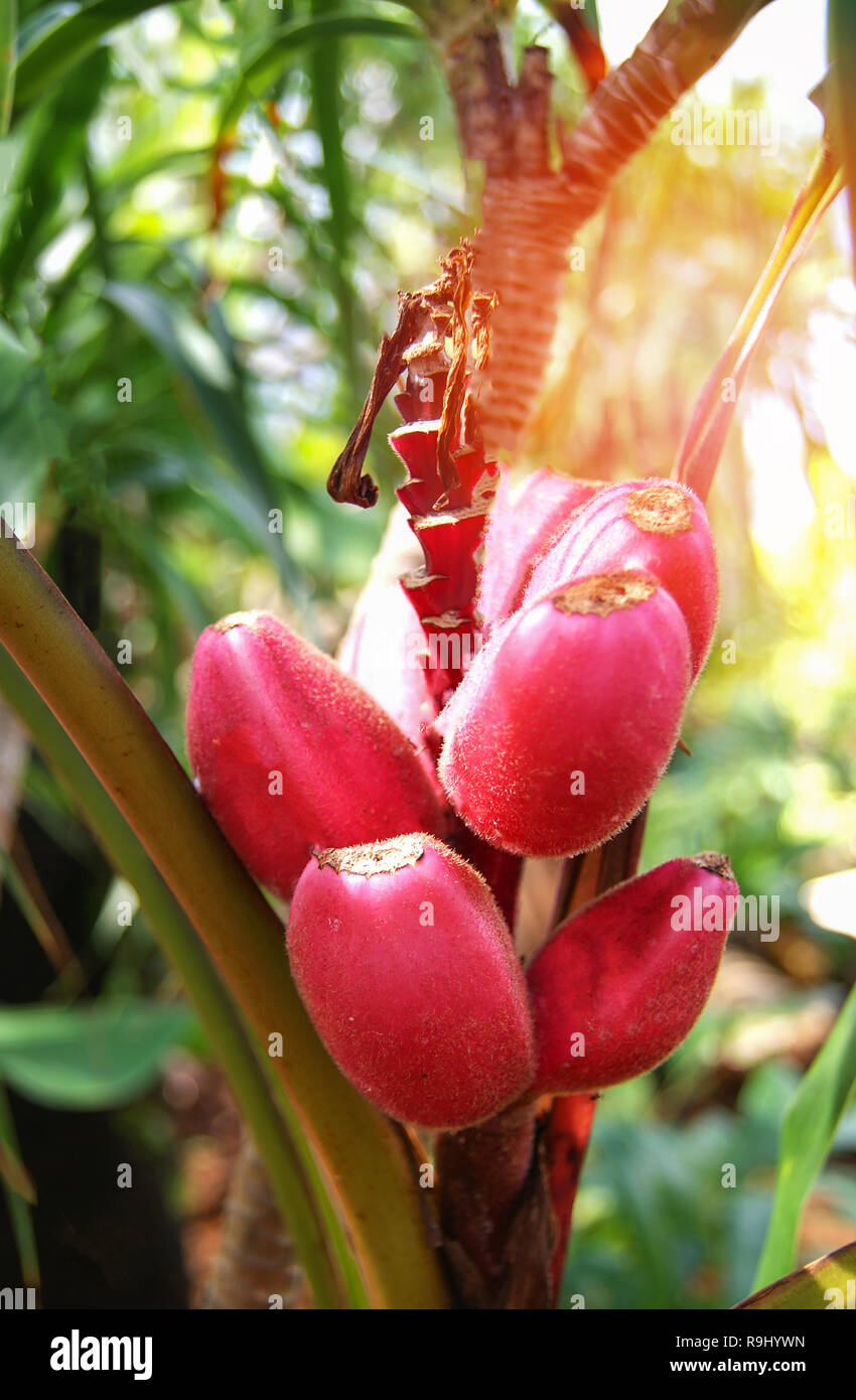 pink velvet bananas , Musa velutina / Wild red banana fruit Stock Photo