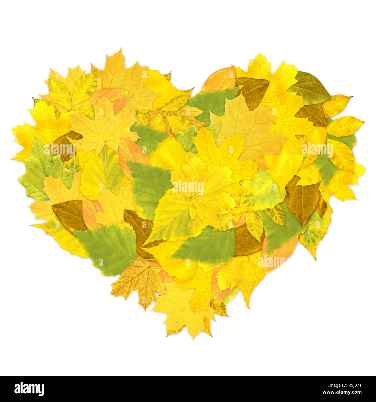 Heart from autumn leaves. Isolated over white Stock Photo - Alamy