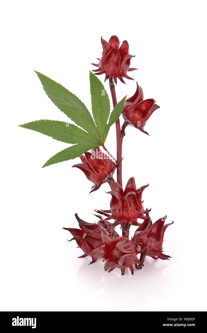 Hibiscus sabdariffa or roselle fruits Stock Photo