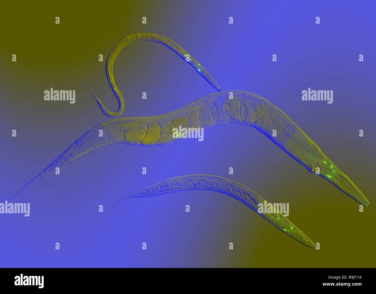 Caenorhabditis elegans is a free-living, transparent nematode, about 1 mm in length Stock Photo