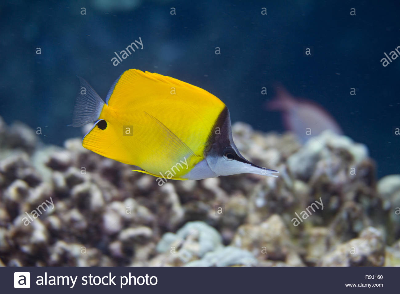 Sea Fish Long Nose Stock Photos & Sea Fish Long Nose Stock Images - Alamy
