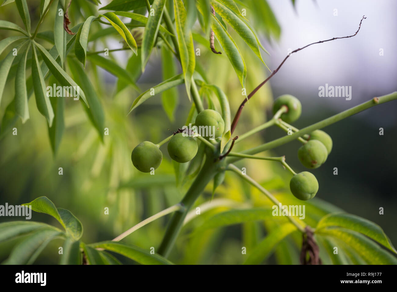 The tree cassava used a source of rubber also known as Manihot glaziovii Stock Photo