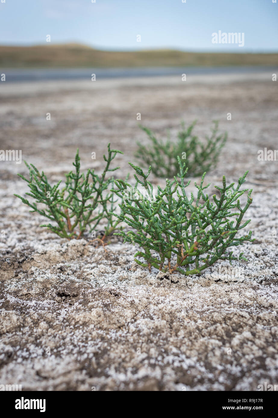Salicornia plant that grows in salt marshes on beaches is tasty and healthy food Stock Photo