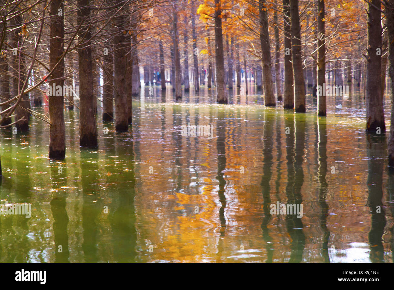 Sequoia Sequoia forest in water Stock Photo Alamy
