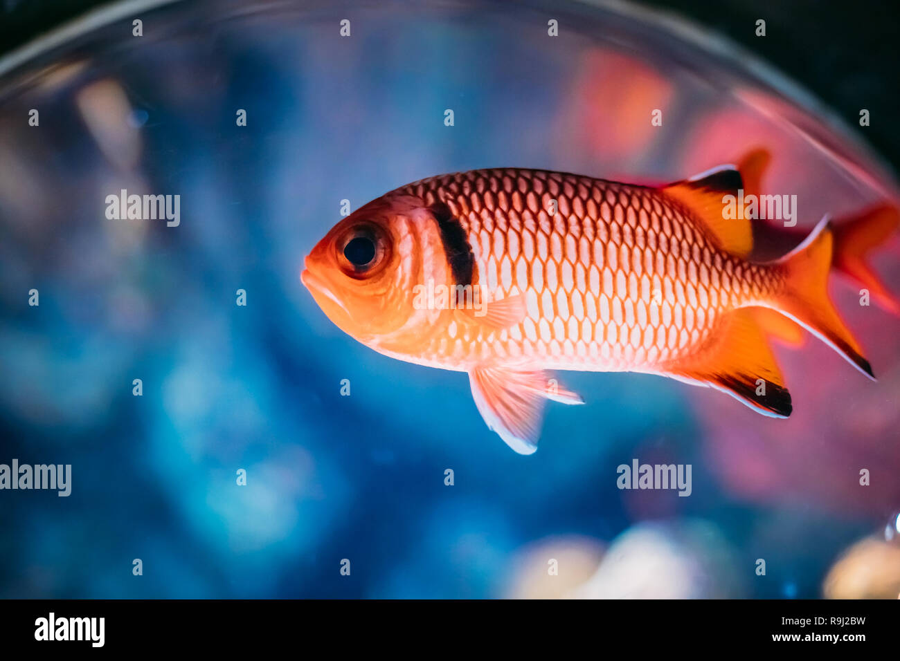 Big Fish Eyes Hi Res Stock Photography And Images Alamy