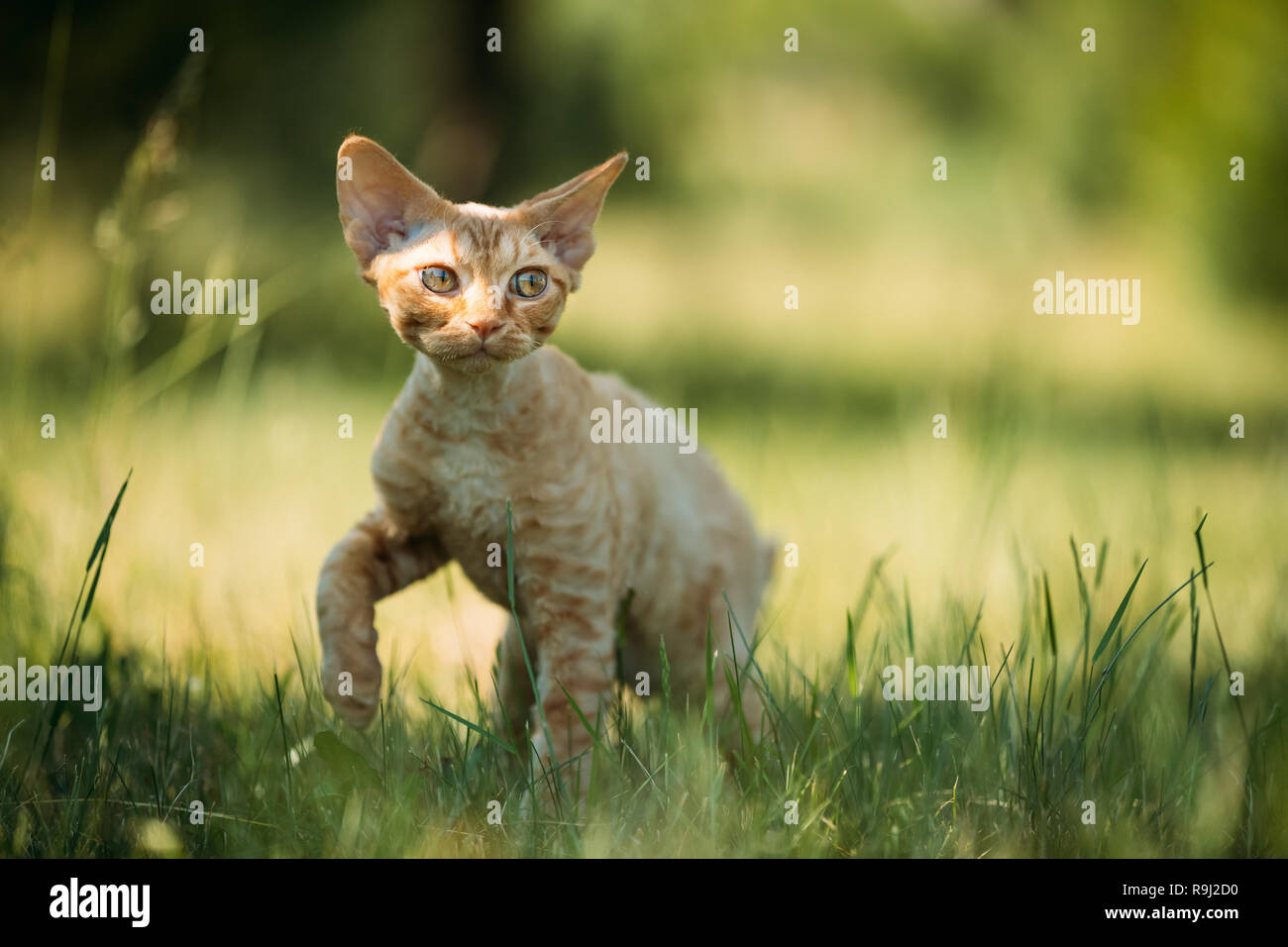 Curious Funny Young Red Ginger Devon Rex Kitten In Green Grass