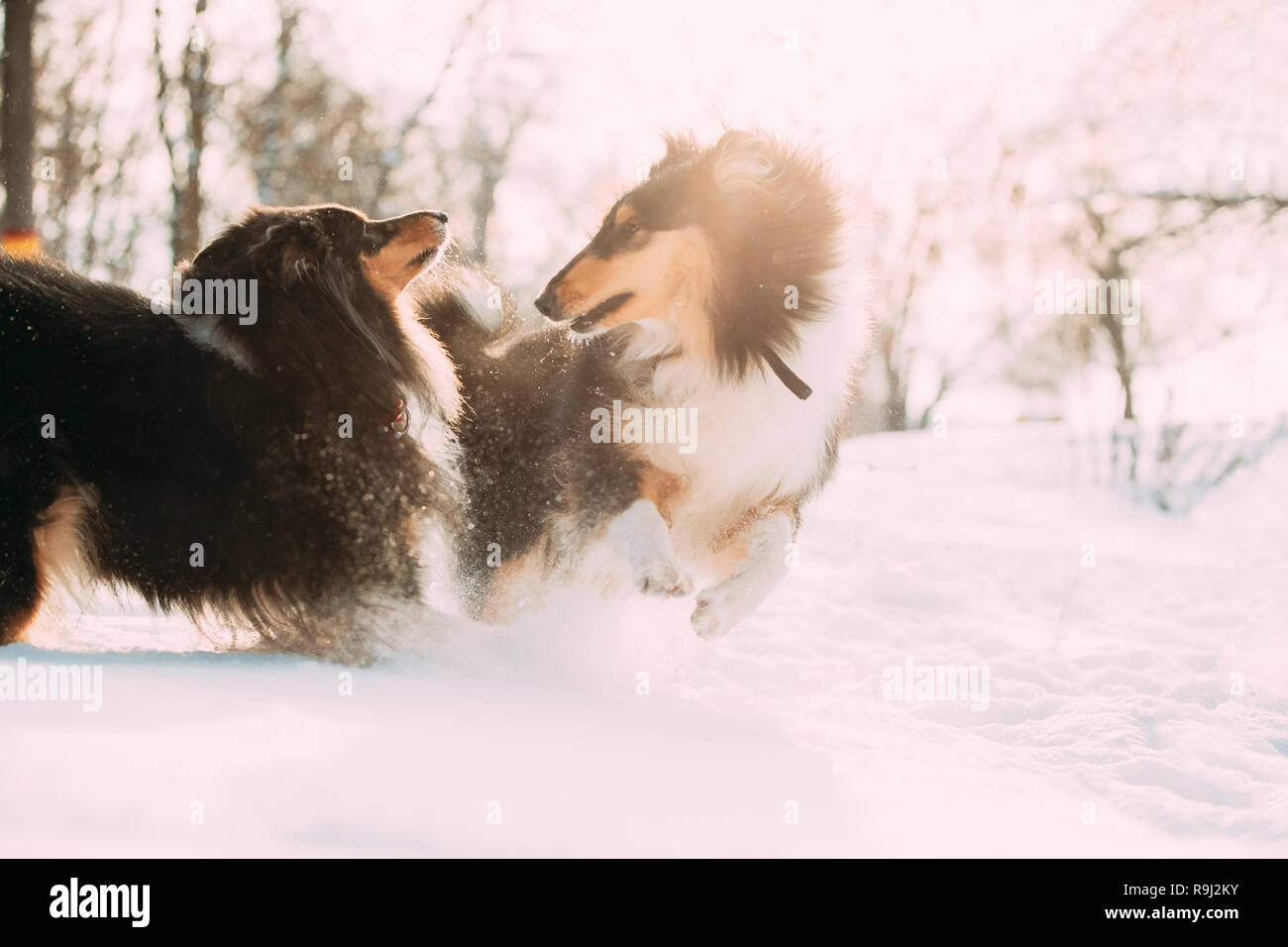 Two Funny Tricolor Rough Collie, Scottish Collie, English Collie, Lassie Dogs Running Together Outdoor In Snowy Park At Winter Day. Active Dogs Play I Stock Photo
