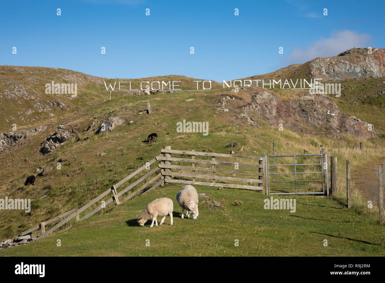 Sheep granzing on Mavis Grind, Shetland Islands, UK Stock Photo